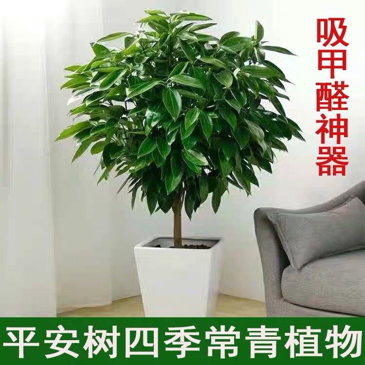 杭州平安树盆栽大型绿植室内客厅四季常青吸甲醛植物办公室观赏盆景苗