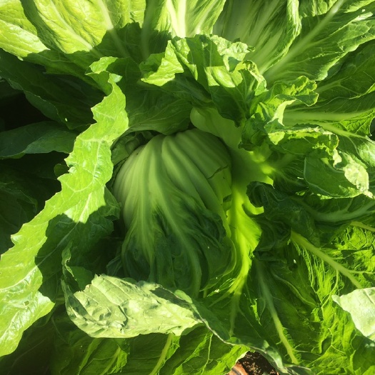 师宗县大量供应芥菜，菜叶菜球