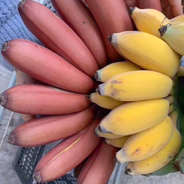 广西红香蕉苹果蕉组合装新鲜香蕉当季水果现摘现发包邮芭蕉