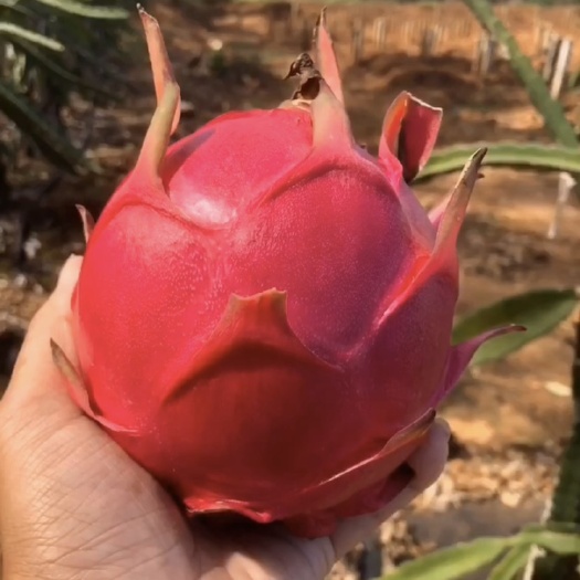 湛江白心火龙果 湛江火龙果，金都