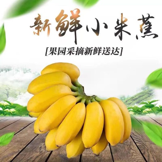 广西小米蕉糯米蕉应季水果现摘现发水果整箱包邮净重9斤5斤