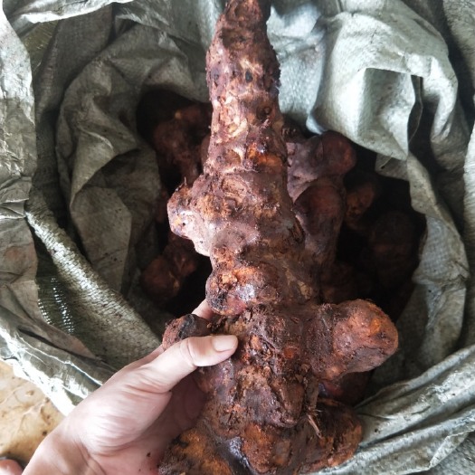 阳西县云南新鲜土茯苓 大土