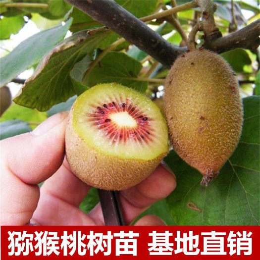 平邑县果大饱满丰产保证品种嫁接苗 红心绿心黄心猕猴桃苗软籽猕猴桃树