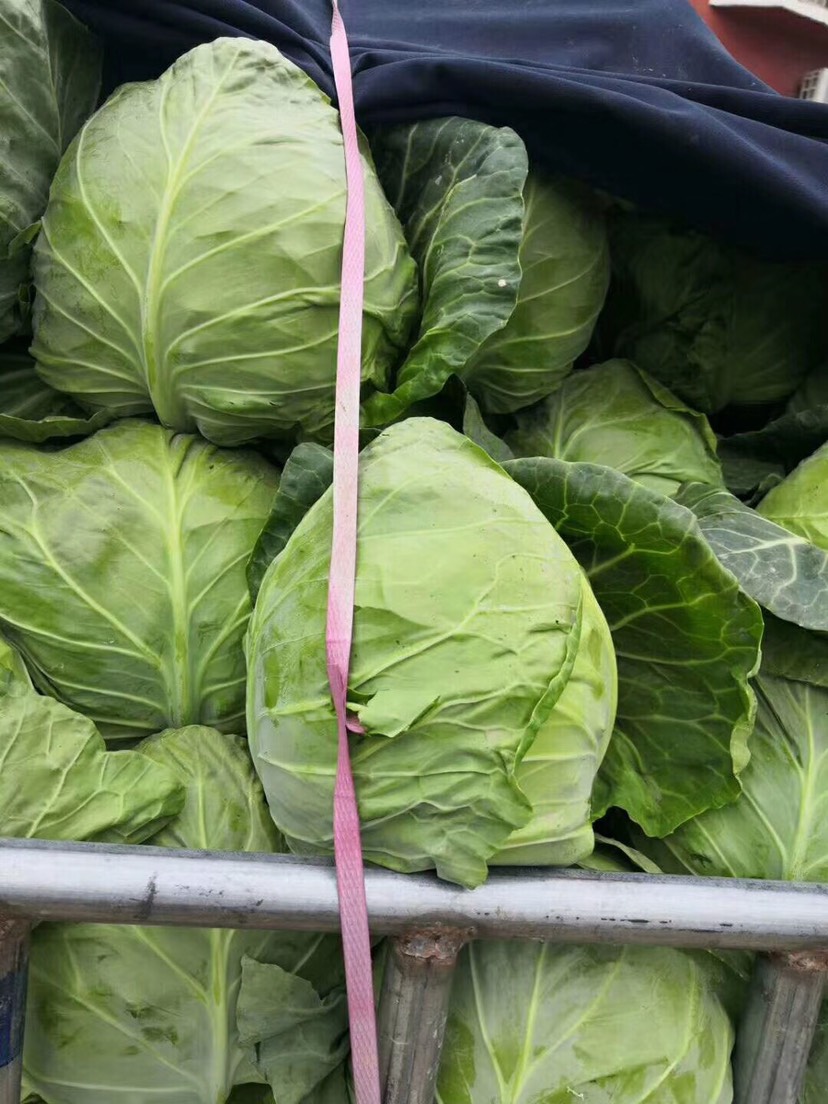 平包菜  优质包菜 产地直销 还供应各种季节性蔬菜