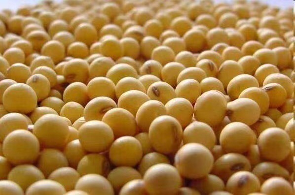 嫩江市大豆  黄豆非转基因蛋白质＞40%