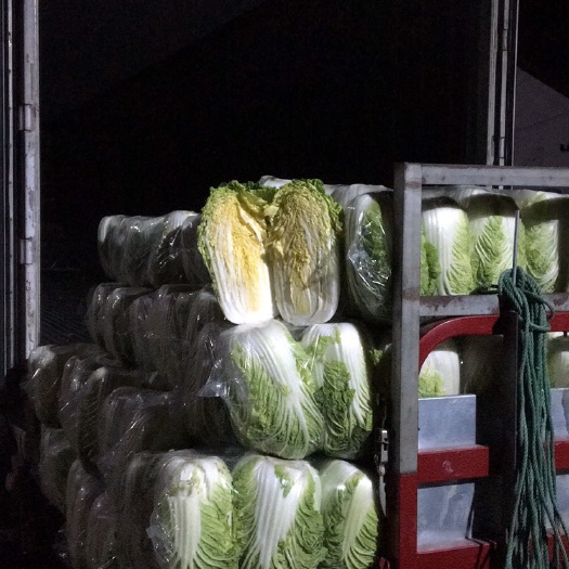 东台市黄心大白菜 