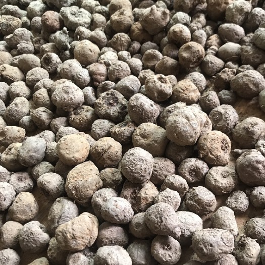大方县魔芋种子 基地现挖，质量保证，送货上门