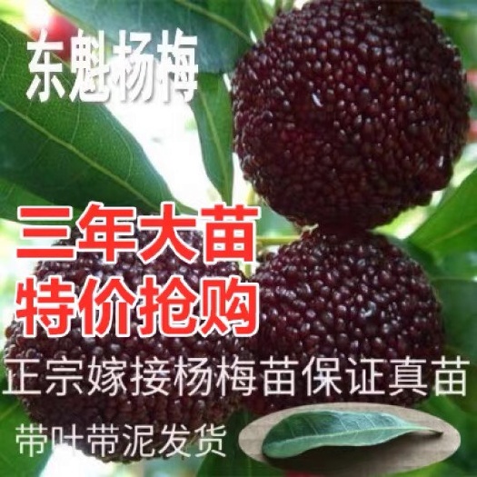 洪江市 正宗嫁接东魁杨梅树苗