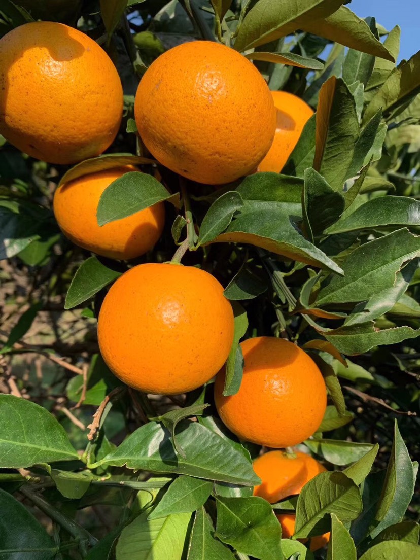 冰糖橙  （礼装）自家种植湖南麻阳，超级甜，水分充足