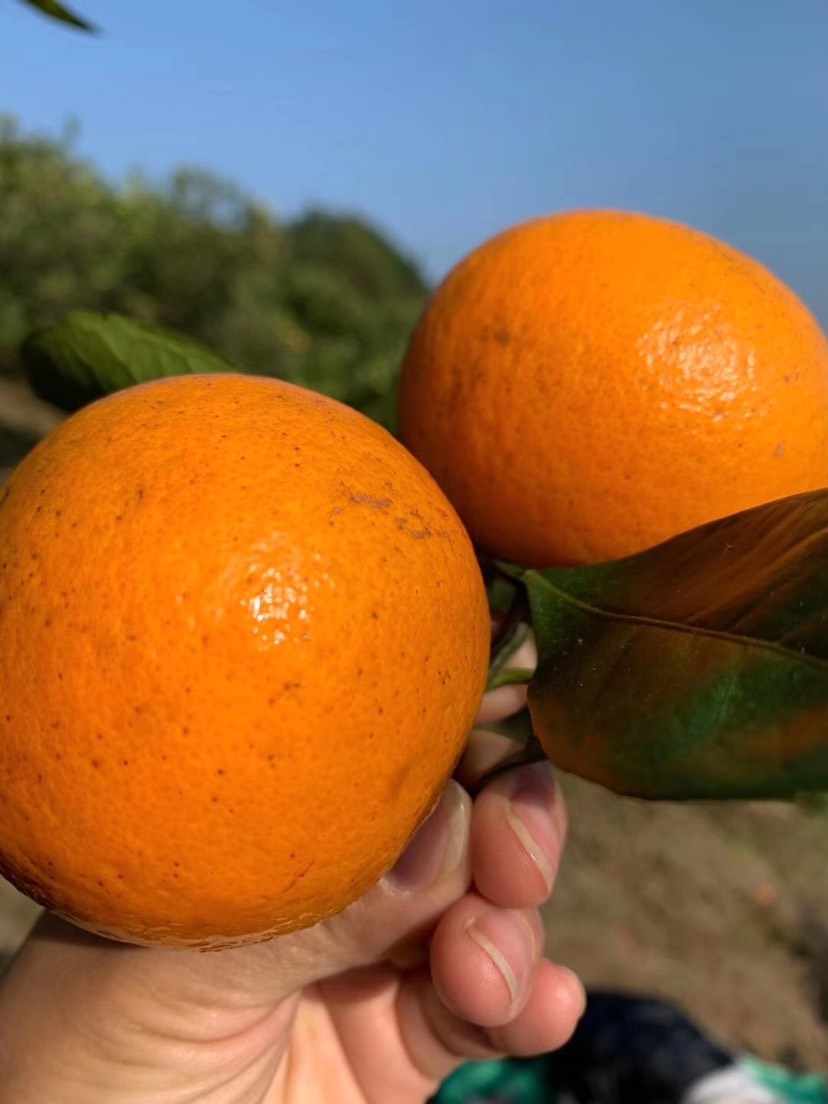 冰糖橙  （礼装）自家种植湖南麻阳，超级甜，水分充足