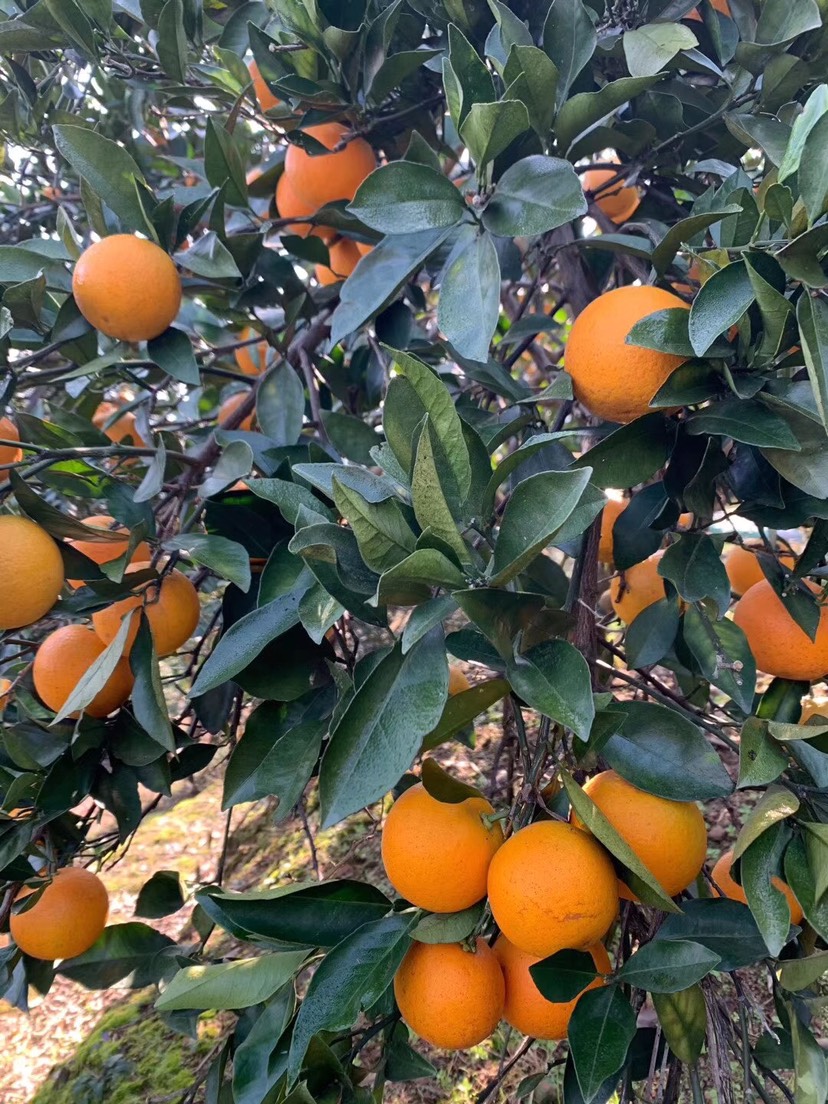 冰糖橙  （礼装）自家种植湖南麻阳，超级甜，水分充足