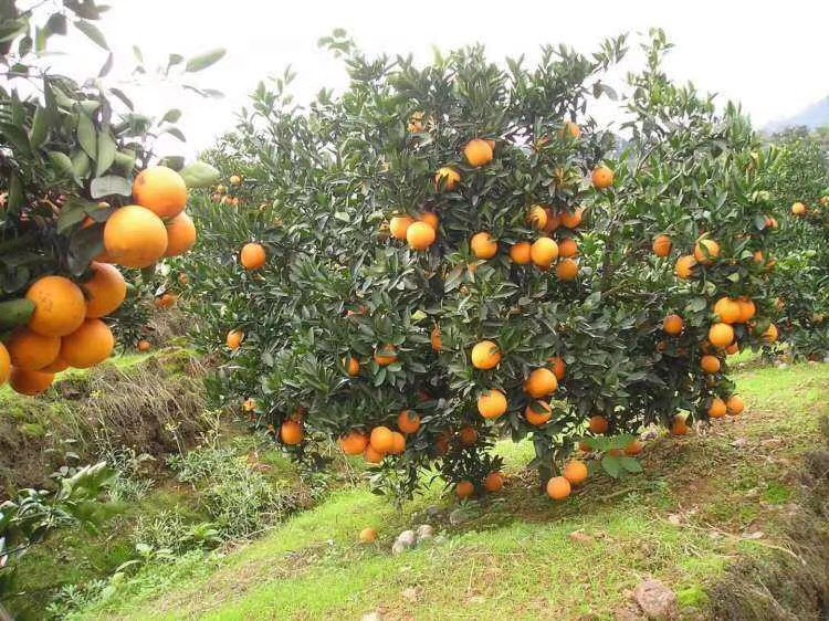 冰糖橙  （礼装）自家种植湖南麻阳，超级甜，水分充足