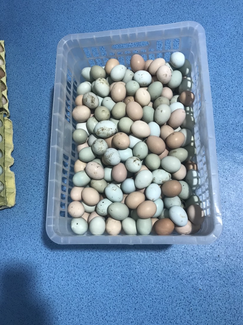 正宗散养土鸡蛋，树林放养，我很土，但是我很健康
