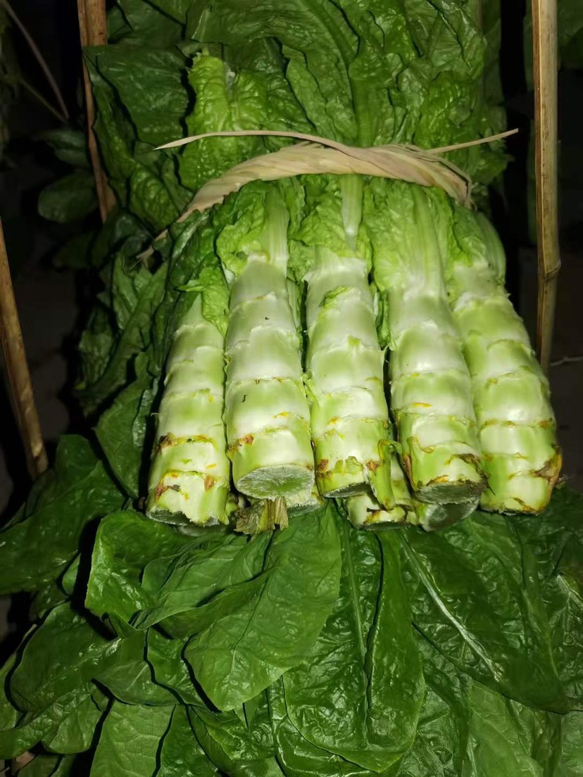 青叶莴笋 竹筒青,红尖叶,黑牛皮