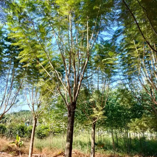 漳州精品蓝花楹 胸径15-24公分 漳州蓝花楹种植基地直销批发价