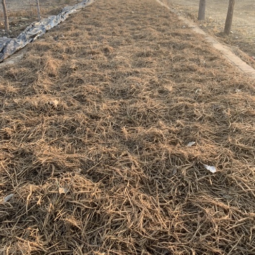 新乐市 干牛膝河北产