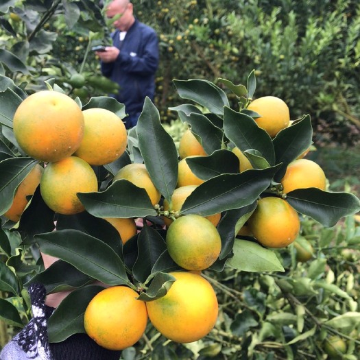 融安县滑皮金桔  自有一手货源量大，品质好