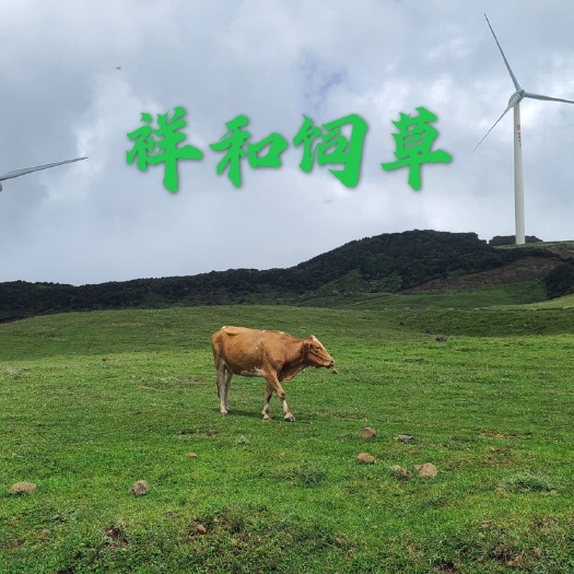 玉米秸秆柔丝过夏草块