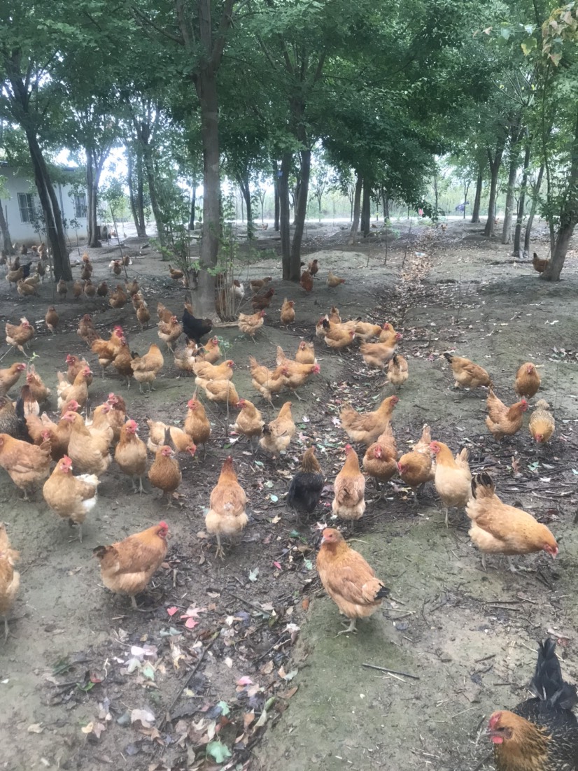 正宗散养土鸡蛋，树林放养，我很土，但是我很健康
