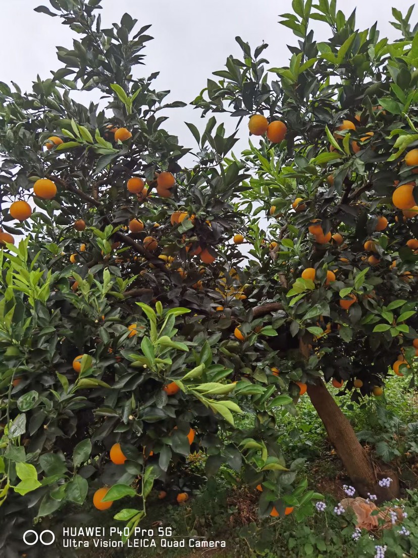 冰糖橙  （礼装）自家种植湖南麻阳，超级甜，水分充足