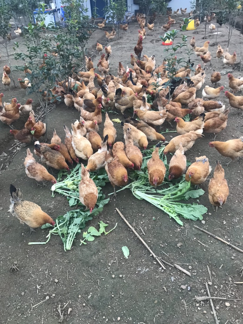 正宗散养土鸡蛋，树林放养，我很土，但是我很健康
