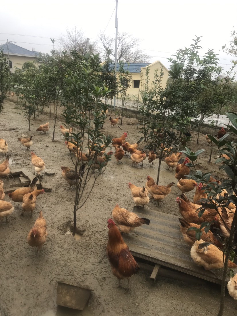 正宗散养土鸡蛋，树林放养，我很土，但是我很健康