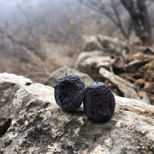 涉县太行山无核黑枣 基地服务 产地供应