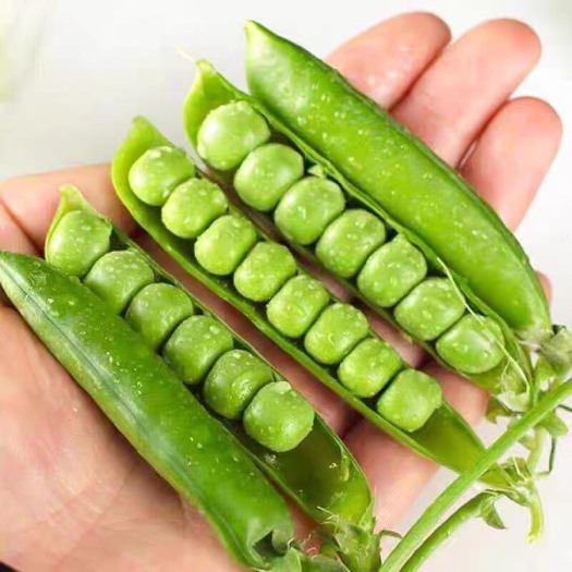 保山 新鲜云南青豌豆带壳大量上市场地直发品质保证货源充足