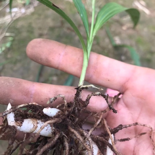 镇安县白花白岌驯化苗，块茎1公分起步，品质保证，量大价优