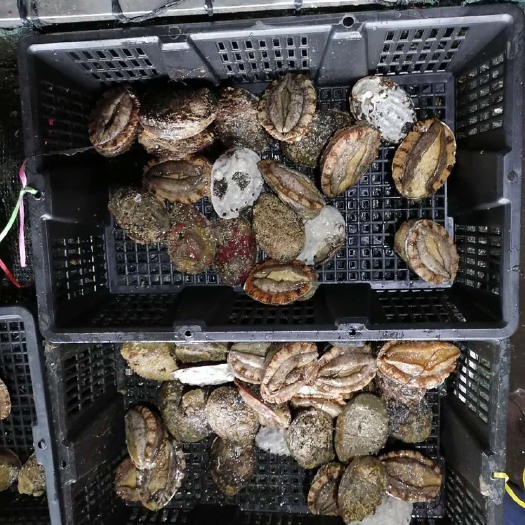 漳浦县鲜活鲍鱼 肥度饱满。批量不零售，价格最实惠 8头鮑