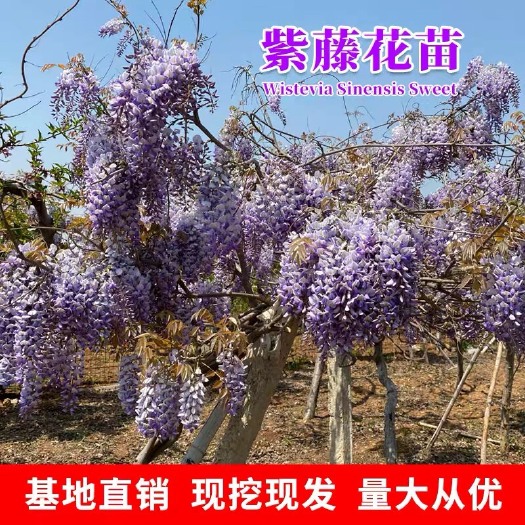 宁海县紫藤花树苗爬藤植物庭院盆栽花卉四季攀爬藤蔓多花紫藤萝老桩