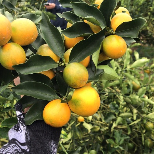 融安县脆蜜金桔 电商果 