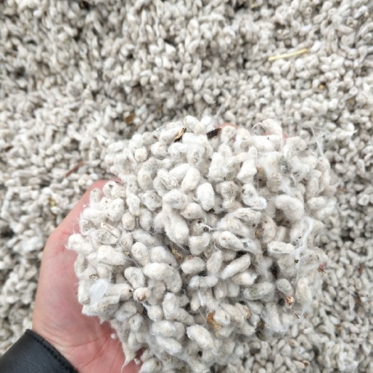 石河子市 新疆长绒棉棉籽，短绒毛籽，干度好，出油率高。