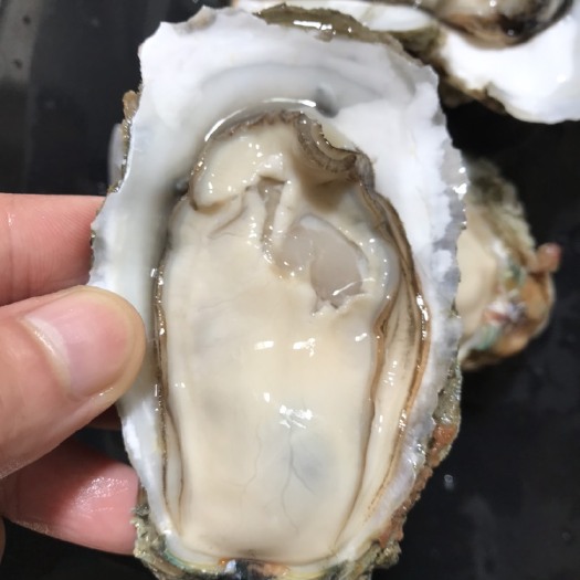 湛江电白牡蛎  在线交易 湛江小生蚝批发，一箱400个，一斤四五个纯湛江蚝