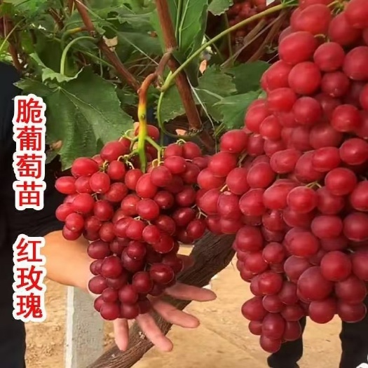平邑县中国红玫瑰葡萄苗5bb 3309M砧木 包邮 南北适种