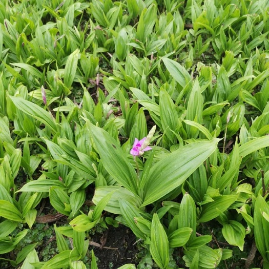 纯紫花中宽叶白岌两年小苗，统货块茎1到5公分