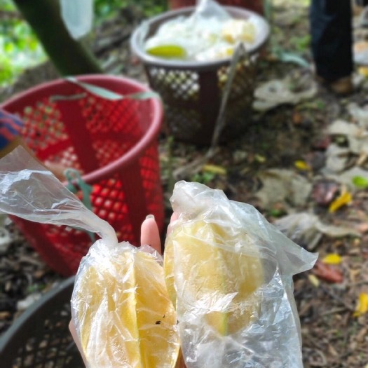 漳浦县 下河杨桃