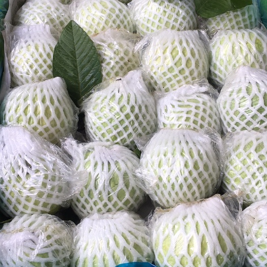 廉江市白心番石榴 脆，甜