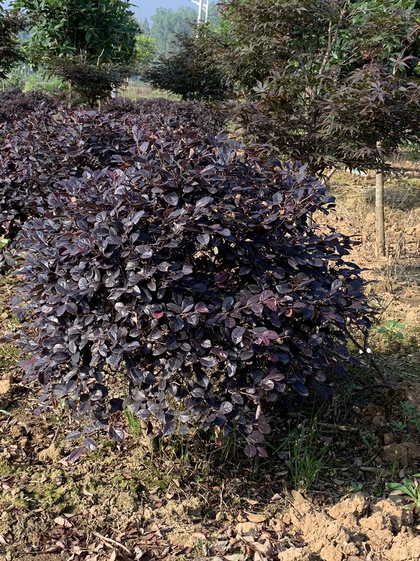 红花继木 红花檵木俗称红继木，有蓬径80到120cm的