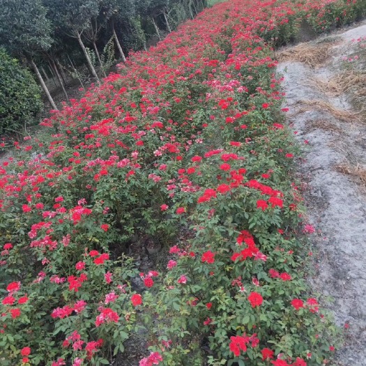 四川成都月季花基地丰花月季大花月季藤本月季