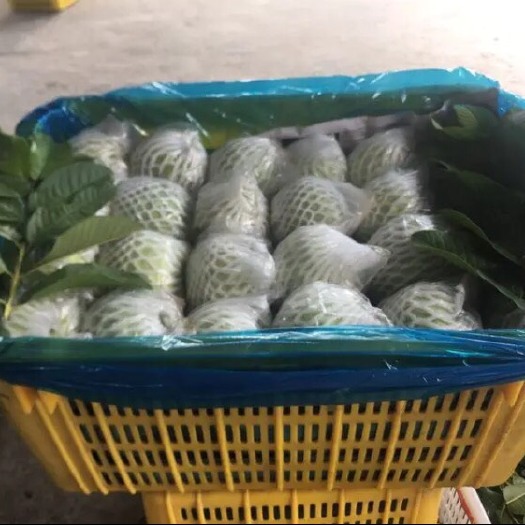 广州白心番石榴 三级果 
