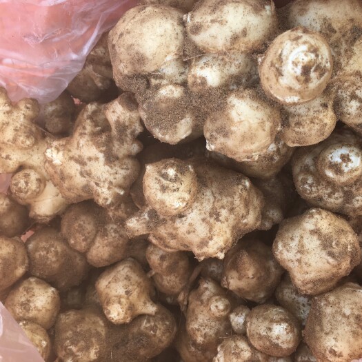 莱西市新鲜洋姜，现挖现卖，量大从优