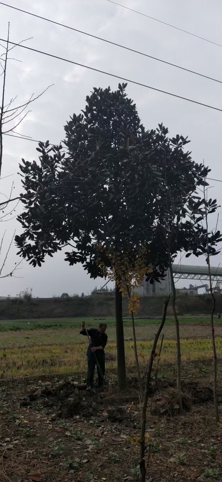 四川成都广玉兰基地