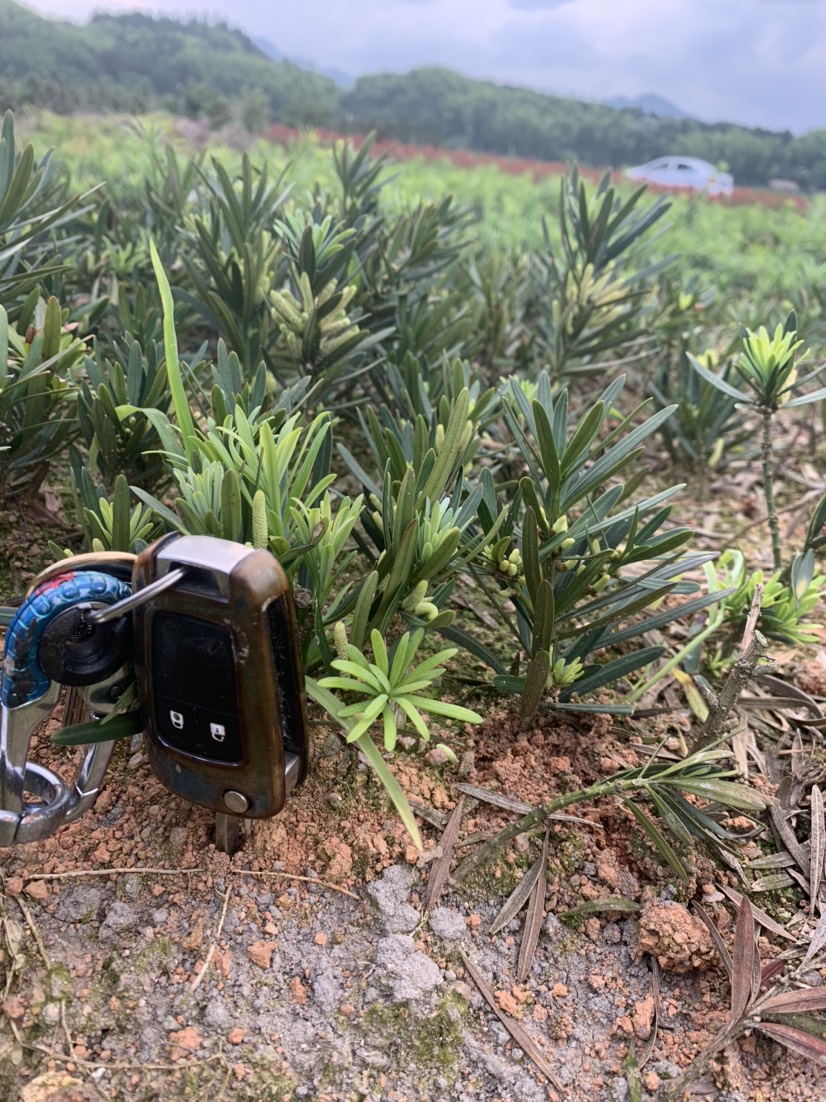 普通罗汉松  罗汉松40到50高