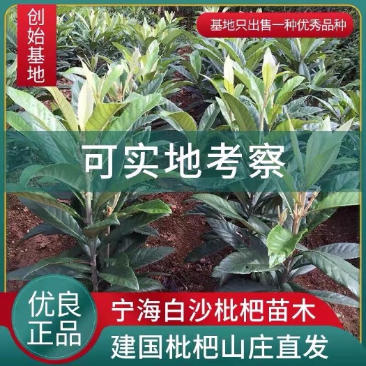 白玉枇杷苗白玉白肉枇杷苗树嫁接果树琵琶特大南方北方种植