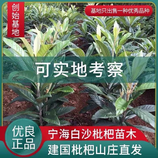 杭州白玉枇杷苗白玉白肉枇杷苗树嫁接果树琵琶特大南方北方种植