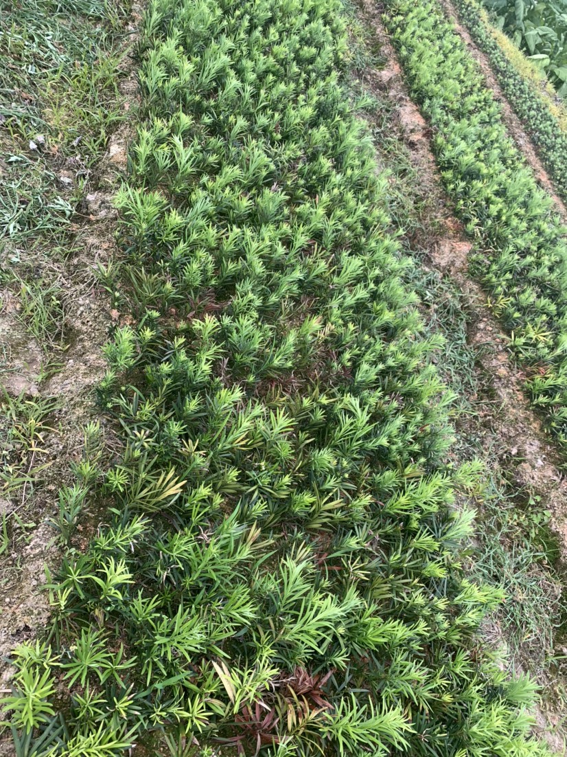 普通罗汉松  罗汉松40到50高