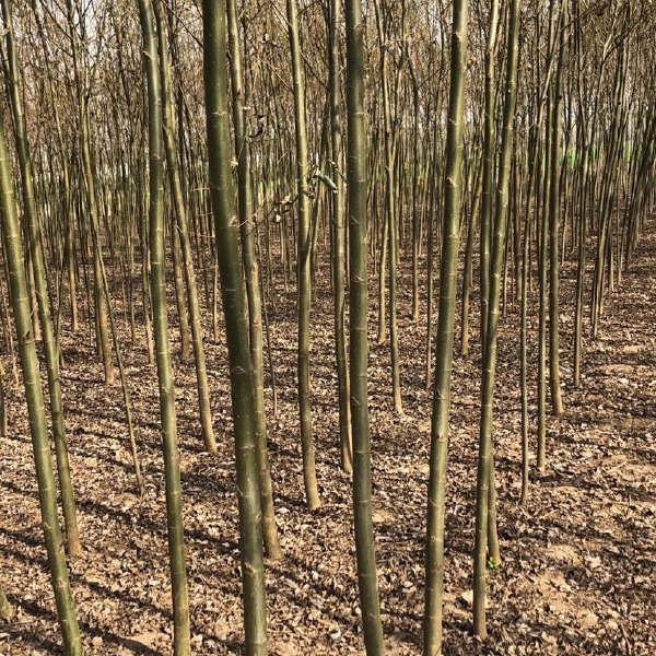 馒头柳 柳树各规格齐全！量大供应