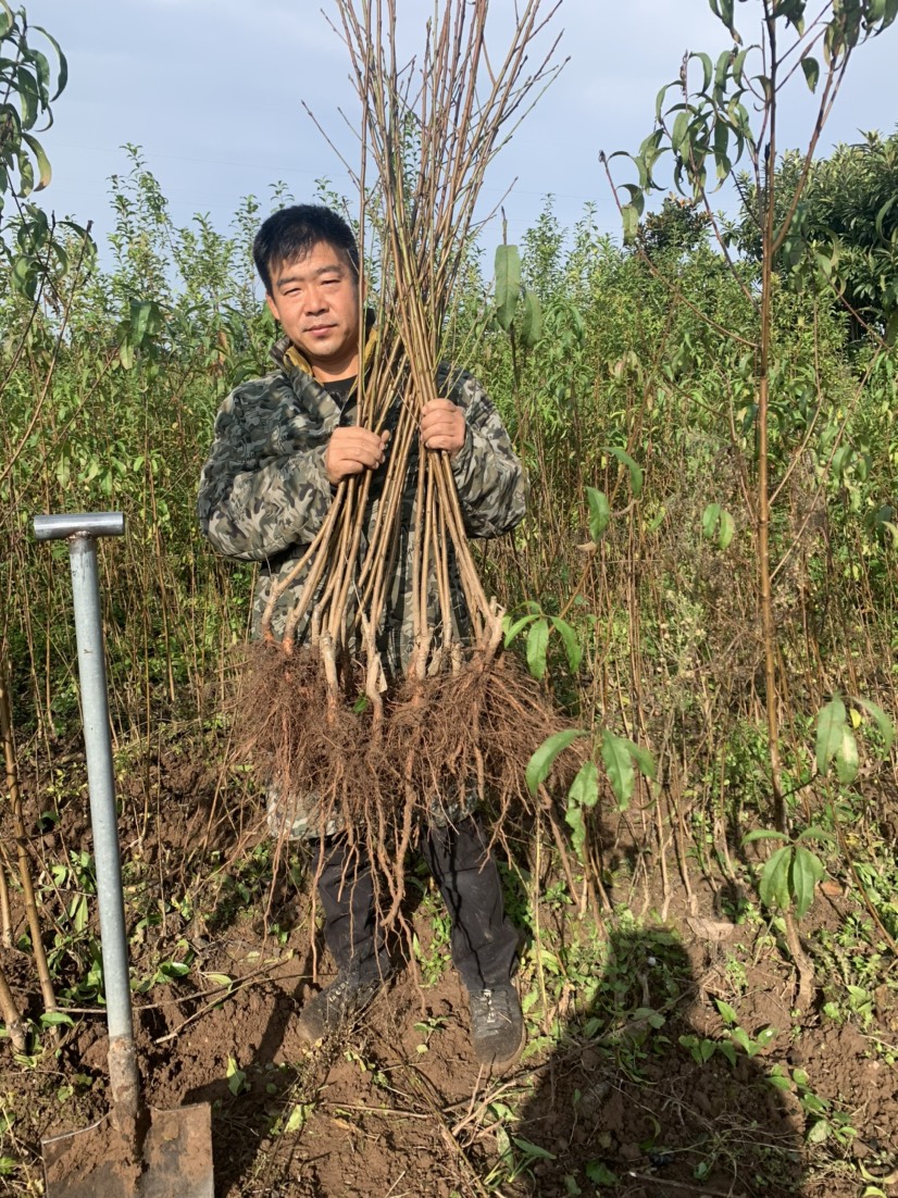 红不软桃苗  红不软桃个大口感好