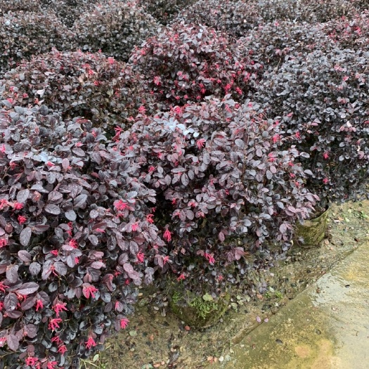红花继木 红花檵木俗称红继木，有蓬径80到120cm的